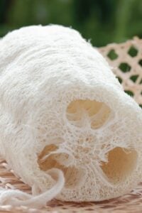 Tips for Growing Loofahs (Luffas) for Sponges