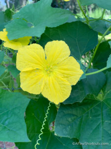 Tips for Growing Loofahs (Luffas) for Sponges - A Few Shortcuts