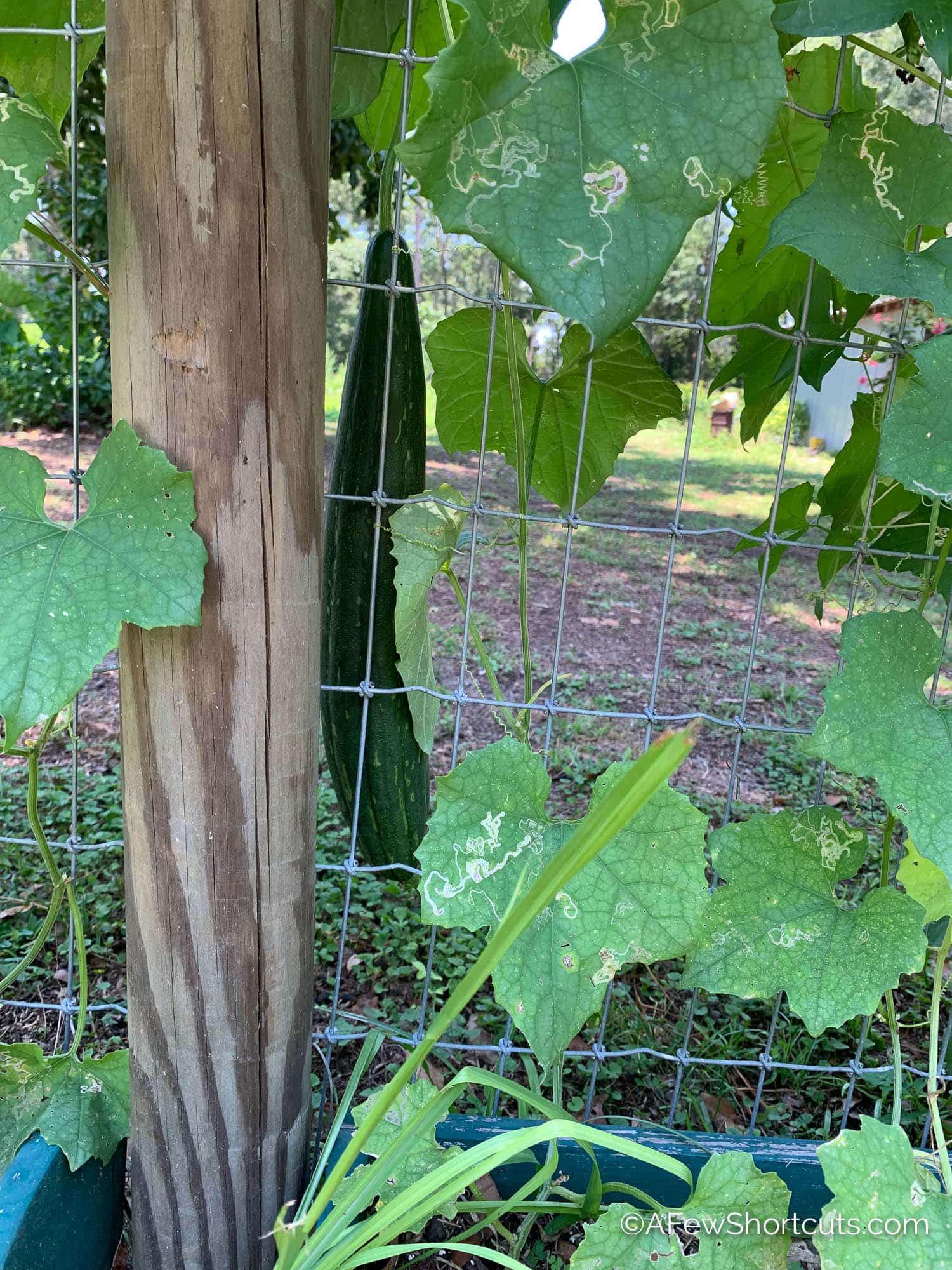 Unlock Lush Loofahs: Your Zone Specific Growing Guide - xr57ybq