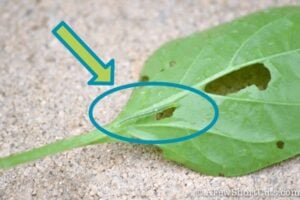 Organic Garden Insect Spray Recipe