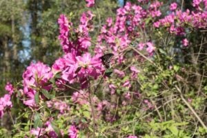 5 Ways to Simplify Your Life This Spring