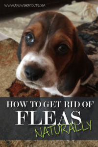How to Get Rid of Fleas Naturally