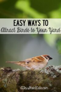 Easy Ways to Attract Birds to Your Yard