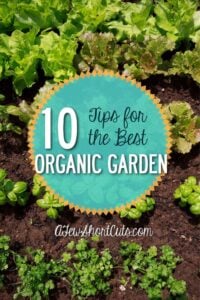 10 Tips for The Best Organic Garden