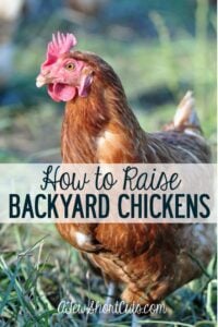 How to Raise Backyard Chickens