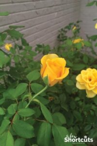 7 Awesome Hacks For Caring for Roses
