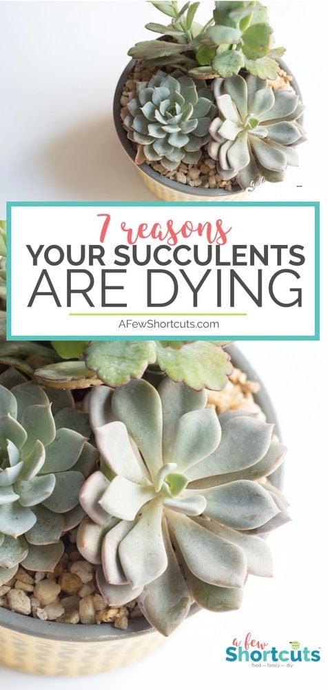 Give these 7 reasons your succulents are dying your consideration, make the changes needed, and enjoy the succulents you have always dreamed of. #gardening #succulents #tips