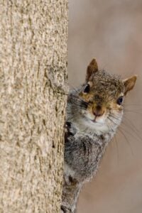 Create a Squirrel Proof Bird Feeder with These 6 Tricks