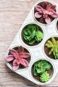 DIY Muffin Tin Succulents Garden