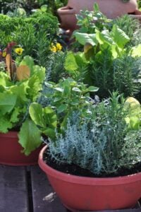 7 Tips for a Low Maintenance Garden