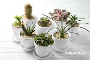 The Best Place to Buy Succulents