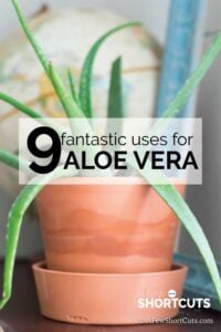 9 Fantastic Uses for Aloe Vera