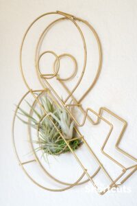 How to Grow and Care for Air Plants