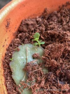 How to Regrow Succulents