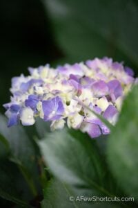 How to Care for a Hydrangea – 5 Things You Should Know