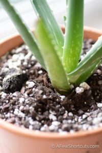 How to Make Succulent Soil