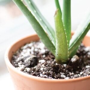 7 Reasons Your Succulents are Dying