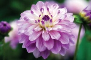 How to Grow Dahlias – Easy Tips for Beautiful Flowers
