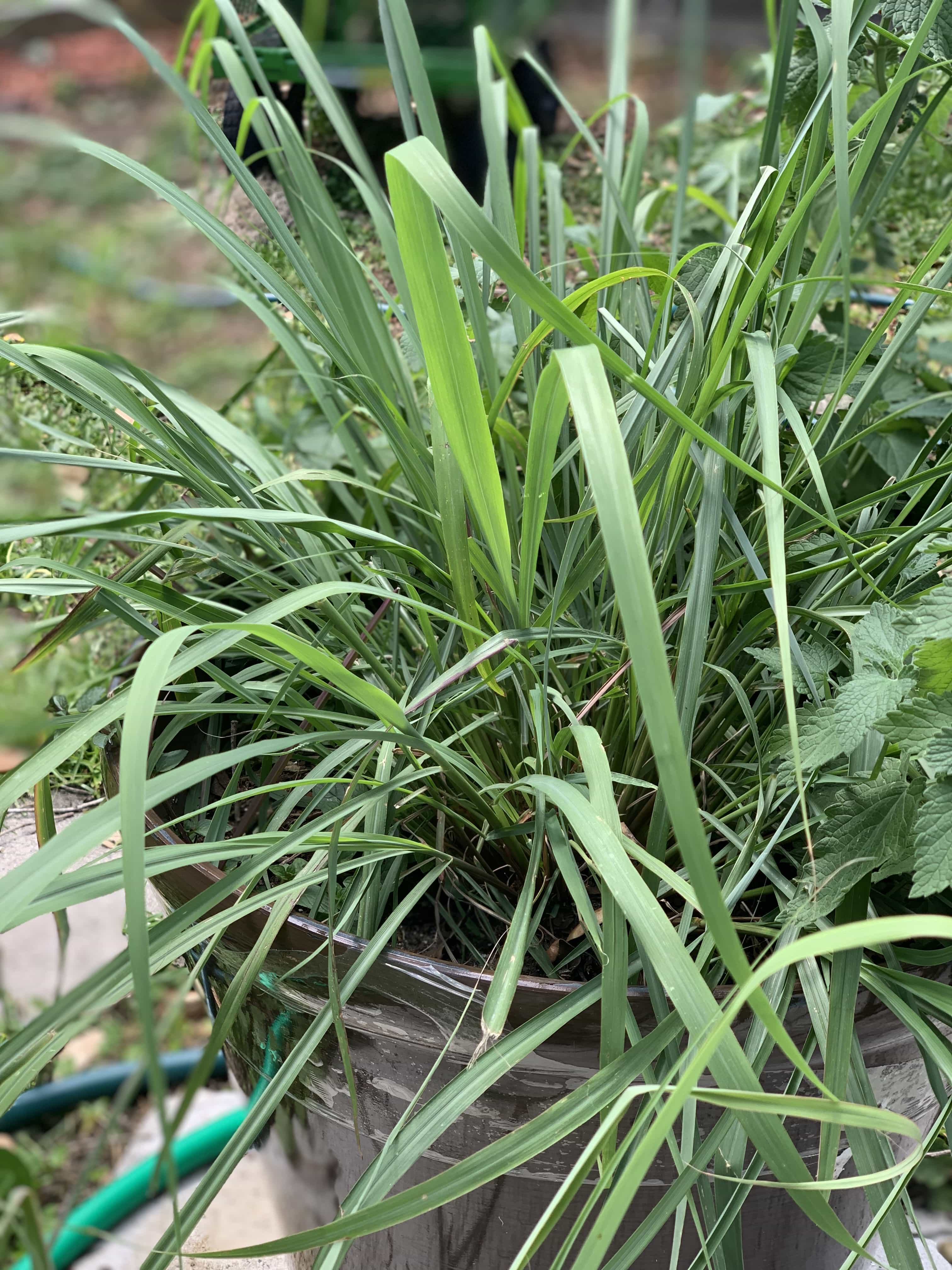 Herbal Tea Plants That You Should be Growing In Your Garden A Few