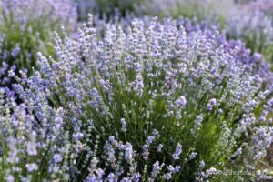 lavender