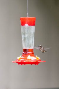How to Attract Hummingbirds to Your Yard
