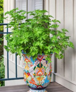 13 Plants that Keep Mosquitos Away