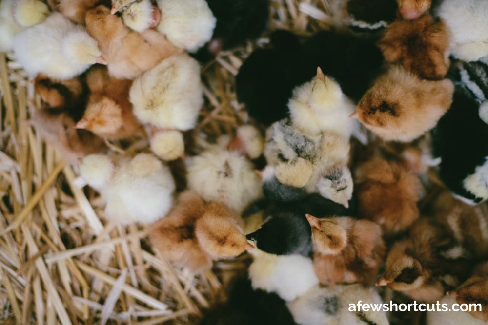 Where to Buy Baby Chickens & It's Not Online A Few Shortcuts
