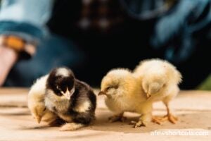 Where to Buy Baby Chickens & It’s Not Online