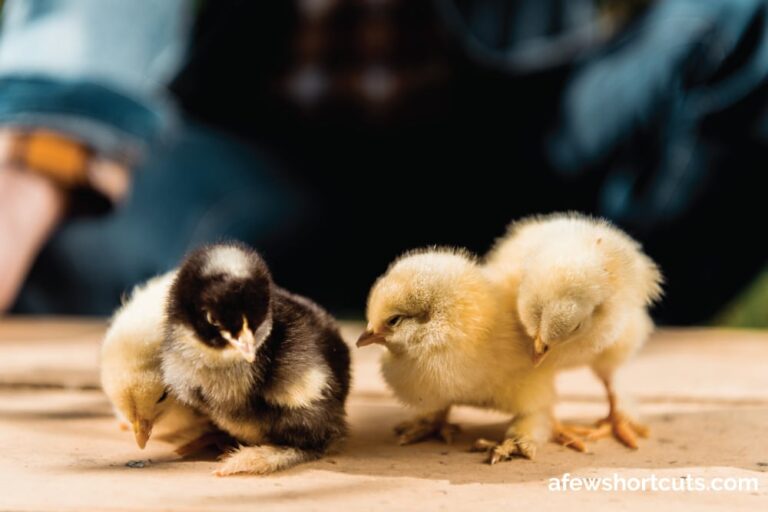 Where to Buy Baby Chickens & It's Not Online A Few Shortcuts