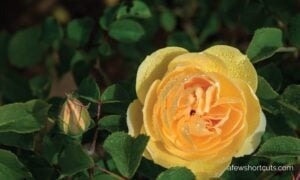 7 Reasons Your Roses are Dying