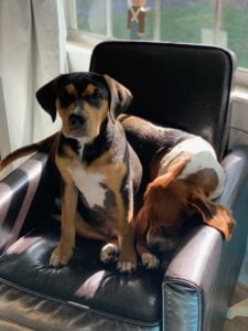 Dog DNA Tests- Are They Worth It? Our Results